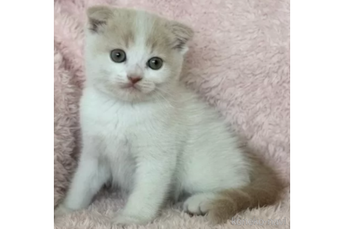 成約済の三重県のスコティッシュフォールド(折れ耳)-78105の1枚目